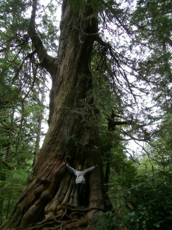 Um passeio pela mata de uma ilha próxima à Tofino, na costa oeste da Vancouver Island, nos leva até árvores centenárias, quase sagradas! (na Columbia Britânica.no Canadá)